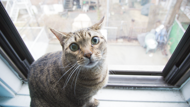 Illustration for article titled I Played Music for a Cat. Here's How the Cat Reacted.